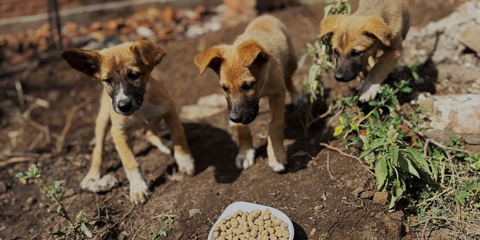 Three young street dogs at a food bowl in Ukraine