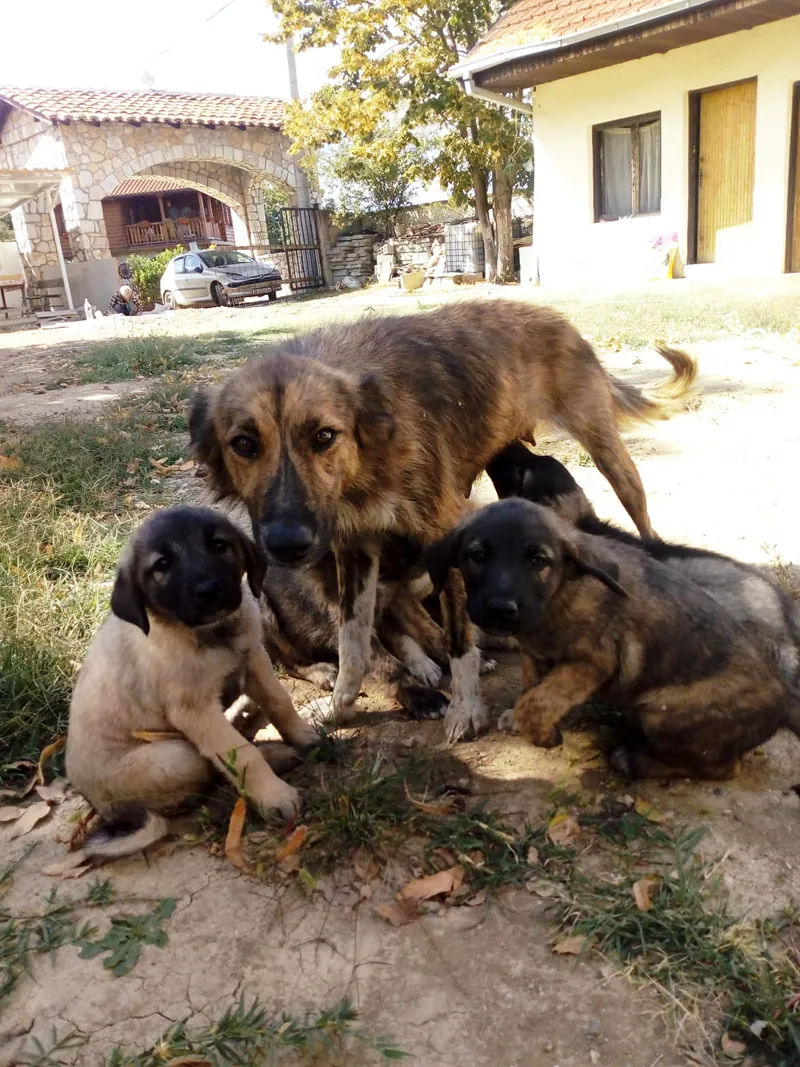 A mother dog with her pups in North Macedonia